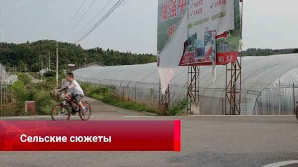 Стриж на удачу, трансляция Олимпиады-2024 от CMG, помощь редким животным, интернет в каждый дом – смотрите «Китайскую панораму»-279
