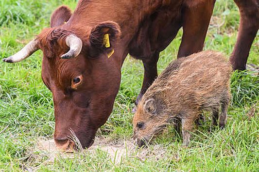 В Германии стадо домашних коров усыновило дикого кабанчика